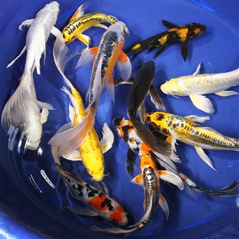 Koi & Goldfish For Sale .